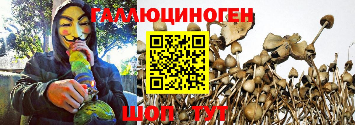 закладки  Вход с VPN  Махачкала  Псилоцибиновые грибы Psilocybe 